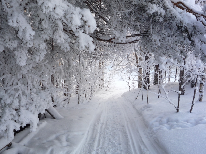 Chemin-dans-la-neige-sous-bois-enneig